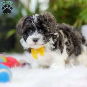 Toby, Maltipoo Puppy